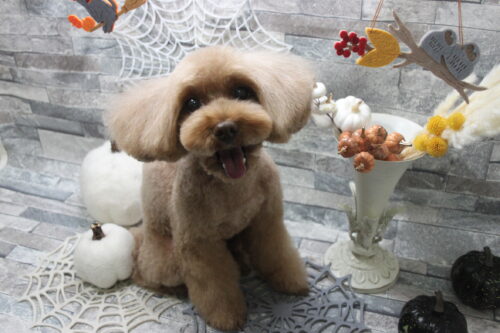 1003%e5%b1%b1%e4%b8%8b%e3%82%b7%e3%82%a7%e3%83%aa