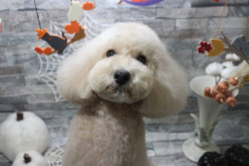 1003%e8%8f%85%e7%94%b0%e9%99%b8