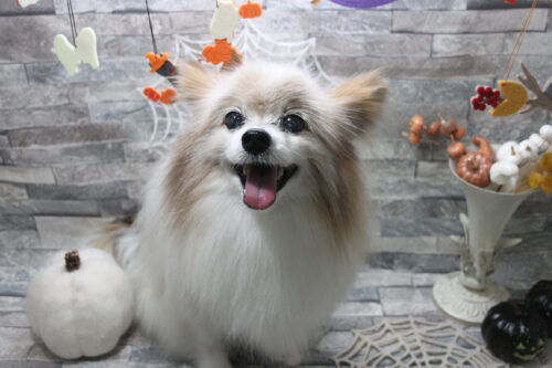 1010%e5%b7%9d%e5%8f%a3%e3%82%b7%e3%83%95%e3%82%a9%e3%83%b3