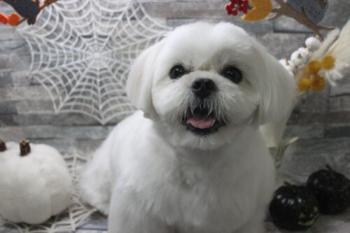 1010%e6%9d%be%e7%94%b0%e3%81%af%e3%81%aa