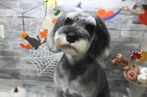 1010%e6%a2%a8%e7%be%bd%e3%83%a6%e3%83%91