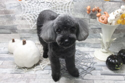 1010%e6%be%a4%e7%94%b0%e3%82%af%e3%82%a5%e3%83%bc