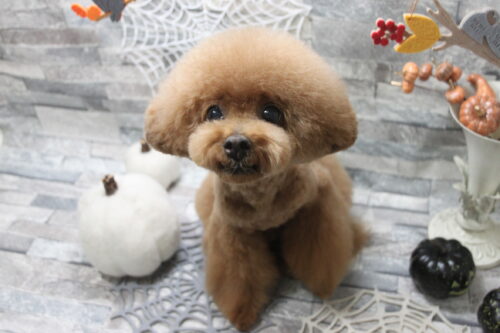 1010%e6%bf%b1%e5%8f%a3%e3%83%9a%e3%83%ab%e3%83%ab