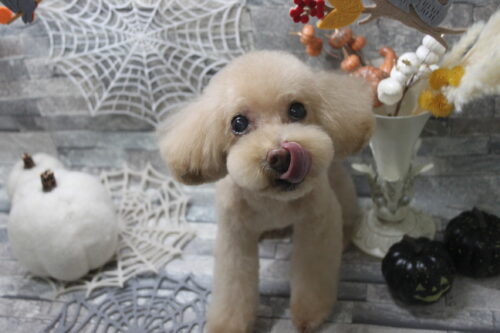 1010%e8%97%a4%e5%85%89%e3%83%9e%e3%82%a4%e3%83%ab