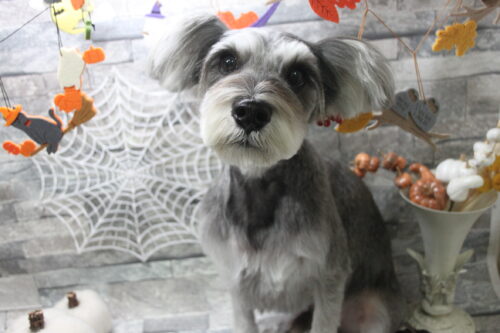 1010%e9%87%8e%e5%b5%9c%e3%82%a2%e3%82%b7%e3%83%a5