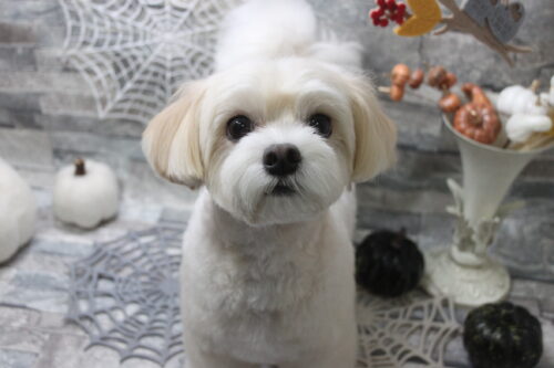 1010%e9%8e%8c%e5%86%85%e3%81%82%e3%81%9a%e3%81%8d