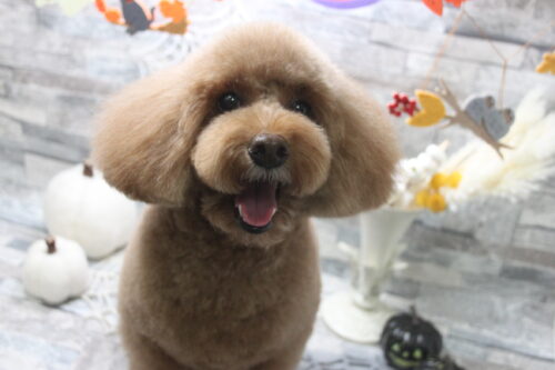 1011%e5%86%85%e6%b5%b7%e3%83%81%e3%83%a7%e3%82%b3