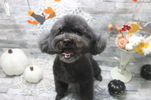 1011%e5%b1%b1%e6%9c%ac%e3%82%a2%e3%83%ab%e3%83%88