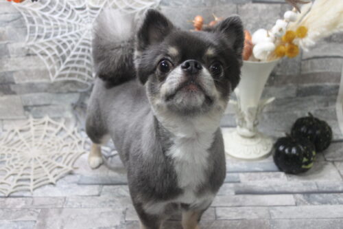 1011%e5%b1%b1%e6%9c%ac%e3%83%99%e3%83%ab