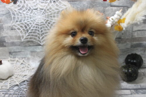 1011%e6%a3%ae%e4%b8%8b%e3%82%89%e3%82%93%e3%81%be%e3%82%8b