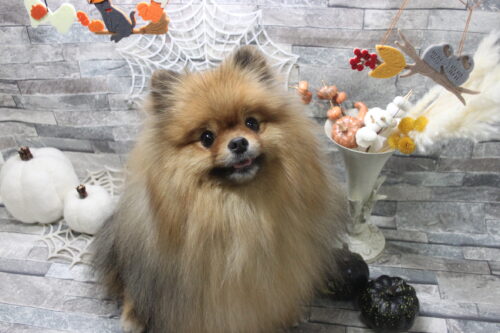 1011%e6%a3%ae%e4%b8%8b%e3%82%8b%e3%81%aa