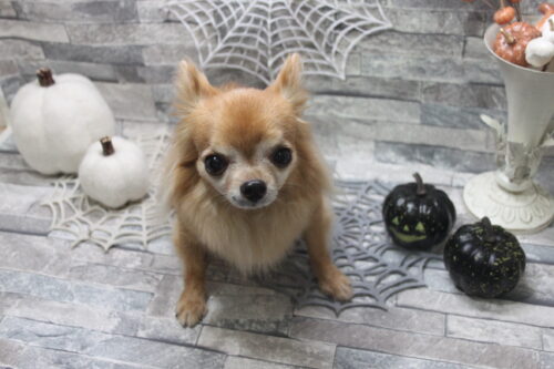 1011%e9%88%b4%e6%9c%a8%e3%82%aa%e3%83%a1