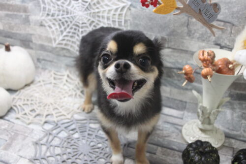 1017%e7%af%80%e7%94%b0%e3%83%8f%e3%83%ab