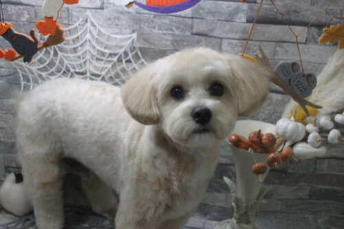 1019%e4%b8%89%e6%9c%a8%e3%81%a1%e3%81%8f%e3%82%8f