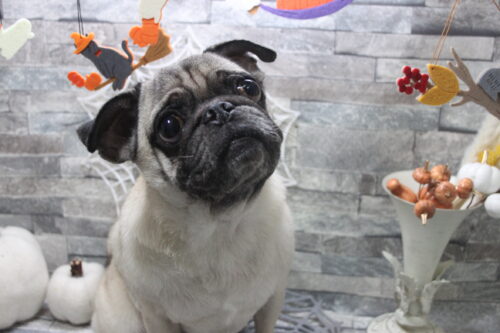 1019%e5%a6%b9%e5%b0%be%e3%83%9e%e3%83%bc%e3%83%86%e3%82%a3%e3%83%b3