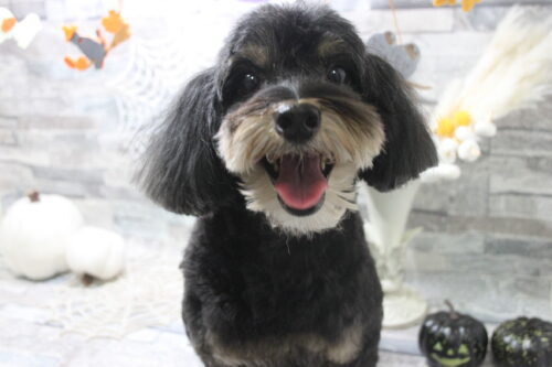 1019%e5%b0%8f%e9%87%8e%e3%81%a1%e3%82%83%e3%81%a1%e3%82%83