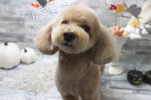 1019%e6%b1%a0%e7%94%b0%e3%83%9f%e3%83%a5%e3%82%a6