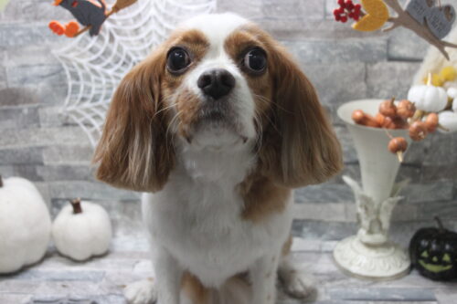 1019%e6%b8%85%e7%80%ac%e3%82%b9%e3%83%95%e3%83%ac