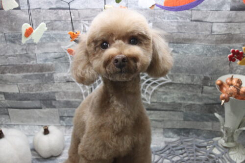 1019%e6%b8%85%e7%80%ac%e3%83%9e%e3%83%ad%e3%83%b3