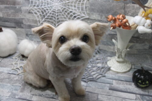 1019%e7%94%b0%e4%b8%b8%e3%83%8f%e3%83%ab