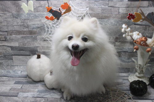 1029%e4%b8%ad%e5%b1%b1%e3%83%8f%e3%83%83%e3%83%94%e3%83%bc