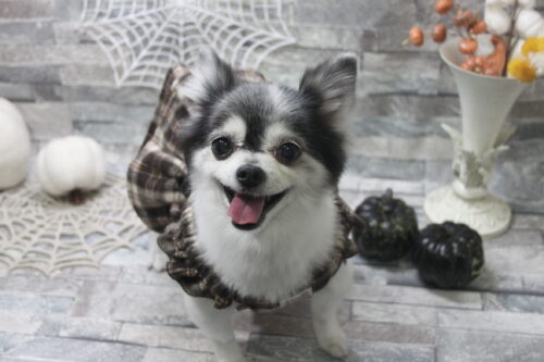 1029%e4%b8%ad%e6%9c%ac%e3%83%98%e3%83%8a