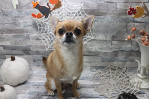 1029%e5%be%8c%e8%97%a4%e3%83%ac%e3%82%aa%e3%83%b3