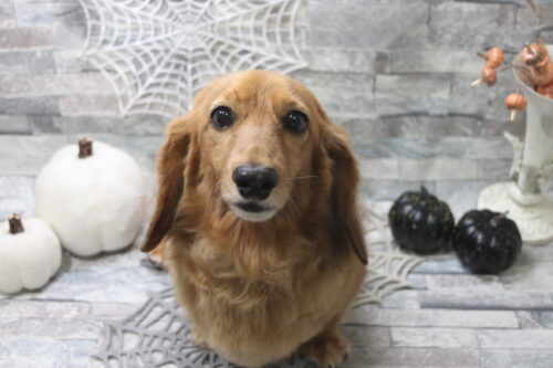 1029%e6%be%a4%e7%94%b0%e3%83%8f%e3%83%8c%e3%83%ab