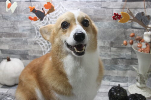 1029%e7%ab%b9%e5%86%85%e3%82%b7%e3%82%a7%e3%83%aa