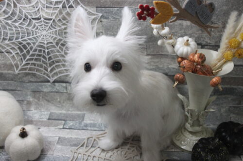 1029%e8%a5%bf%e6%9d%91%e3%83%8b%e3%83%83%e3%82%af