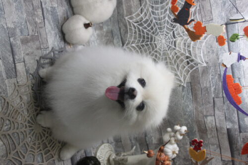 1029%e8%b0%b7%e8%84%87%e3%82%81%e3%83%bc%e3%81%b7%e3%82%8b