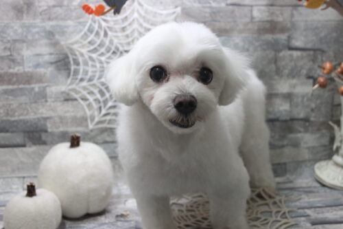 1029%e9%87%91%e5%a0%82%e9%a2%a8%e5%a4%aa