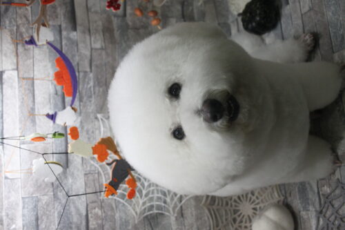 1029%e9%ab%98%e6%a9%8b%e3%83%ab%e3%83%ab