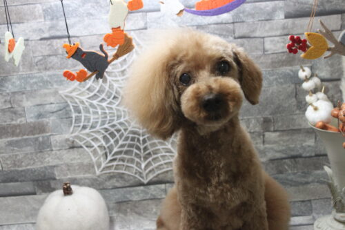 1031%e4%bb%8a%e6%b4%a5%e3%81%8a%e3%81%a5%e3%81%be