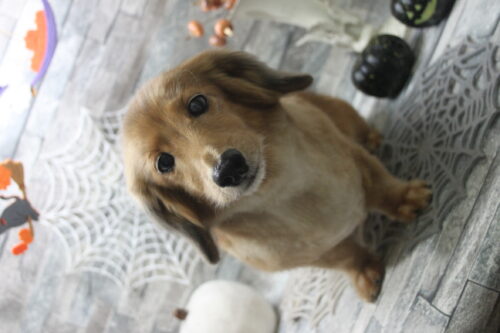 1031%e5%b0%8f%e7%ac%a0%e3%81%95%e3%81%8f%e3%82%89