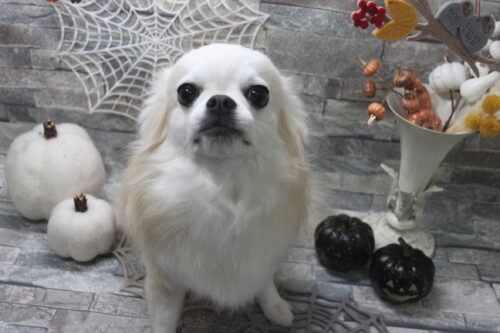 1031%e5%b1%b1%e7%94%b0%e3%83%81%e3%82%a7%e3%83%ab