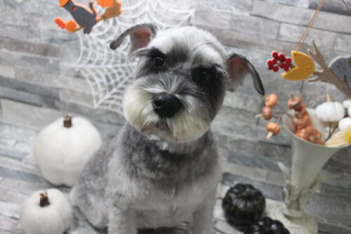 1031%e6%9c%a8%e7%94%b027