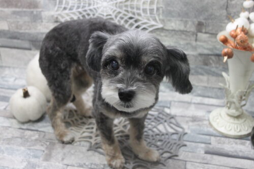 1031%e6%9d%be%e6%9c%ac%e3%83%a2%e3%83%a2