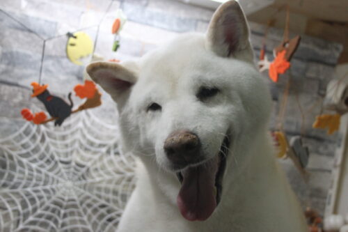 1031%e6%b0%b4%e5%b1%b1%e3%82%ab%e3%82%ba