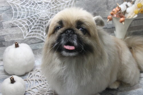 1031%e9%88%b4%e6%9c%a8%e3%82%b7%e3%82%aa%e3%83%b3