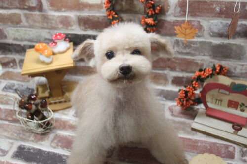 1107%e4%bc%8a%e8%97%a4%e3%83%ac%e3%83%83%e3%83%89