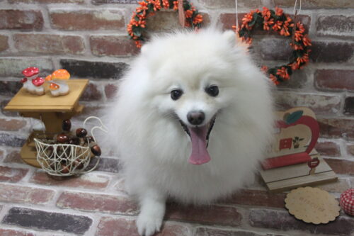 1119%e4%b8%ad%e5%b1%b1%e3%83%8f%e3%83%83%e3%83%94%e3%83%bc