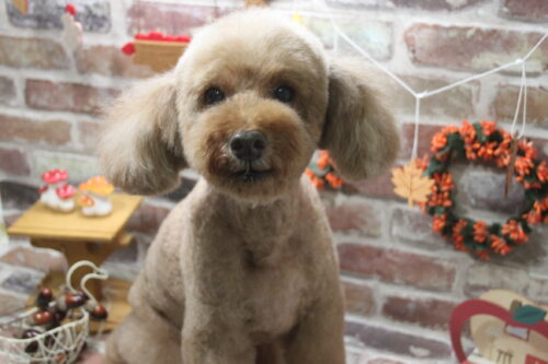 1119%e5%8f%a4%e5%a1%9a%e3%83%97%e3%83%bc%e5%8a%a9