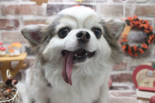 1119%e6%9d%91%e4%b8%8a%e3%81%bb%e3%81%a3%e3%81%b7