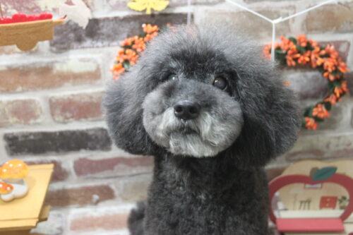 1119%e6%9d%be%e6%9c%ac%e3%83%91%e3%83%89%e3%83%a1