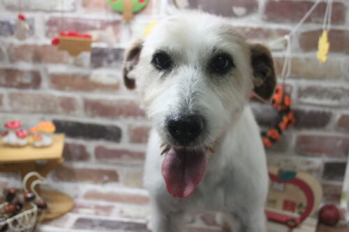 1119%e7%94%b0%e6%9d%91%e3%83%aa%e3%83%a5%e3%82%a6