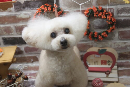 1119%e7%af%a0%e5%8e%9f%e6%9f%91%e5%90%89