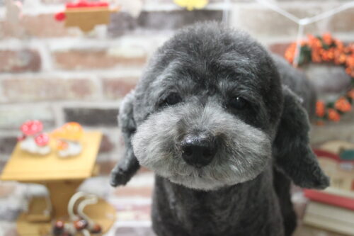 1119%e8%8a%b1%e7%94%b0%e3%83%a2%e3%82%b3