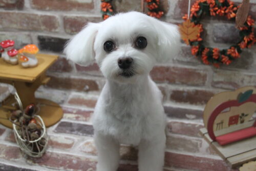 1119%e8%97%a4%e4%ba%95%e3%83%9f%e3%83%ab%e3%82%af