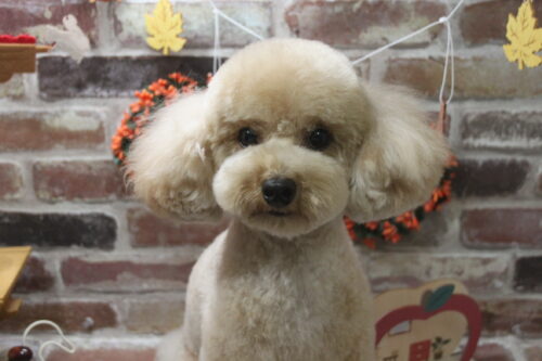 1119%e9%96%a2%e5%8f%a3%e3%83%a2%e3%82%ab